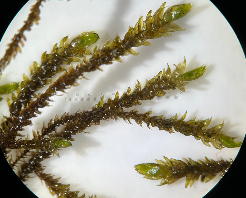 Hygrohypnum ochraceum